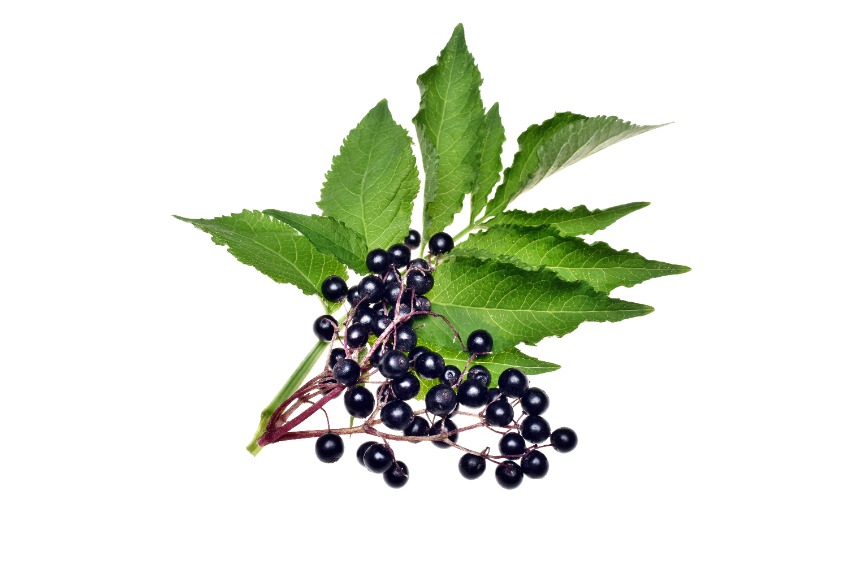 Elderberry Syrup Canning Recipe | The Canning Diva