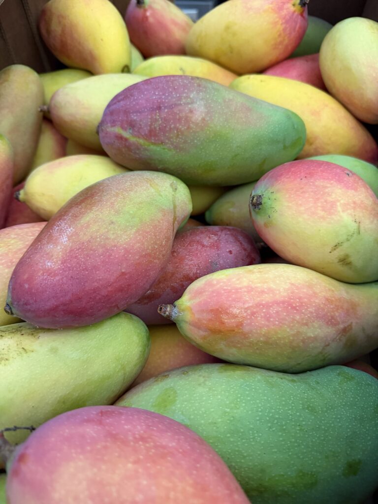 fresh picked mangoes southwest florida the canning diva